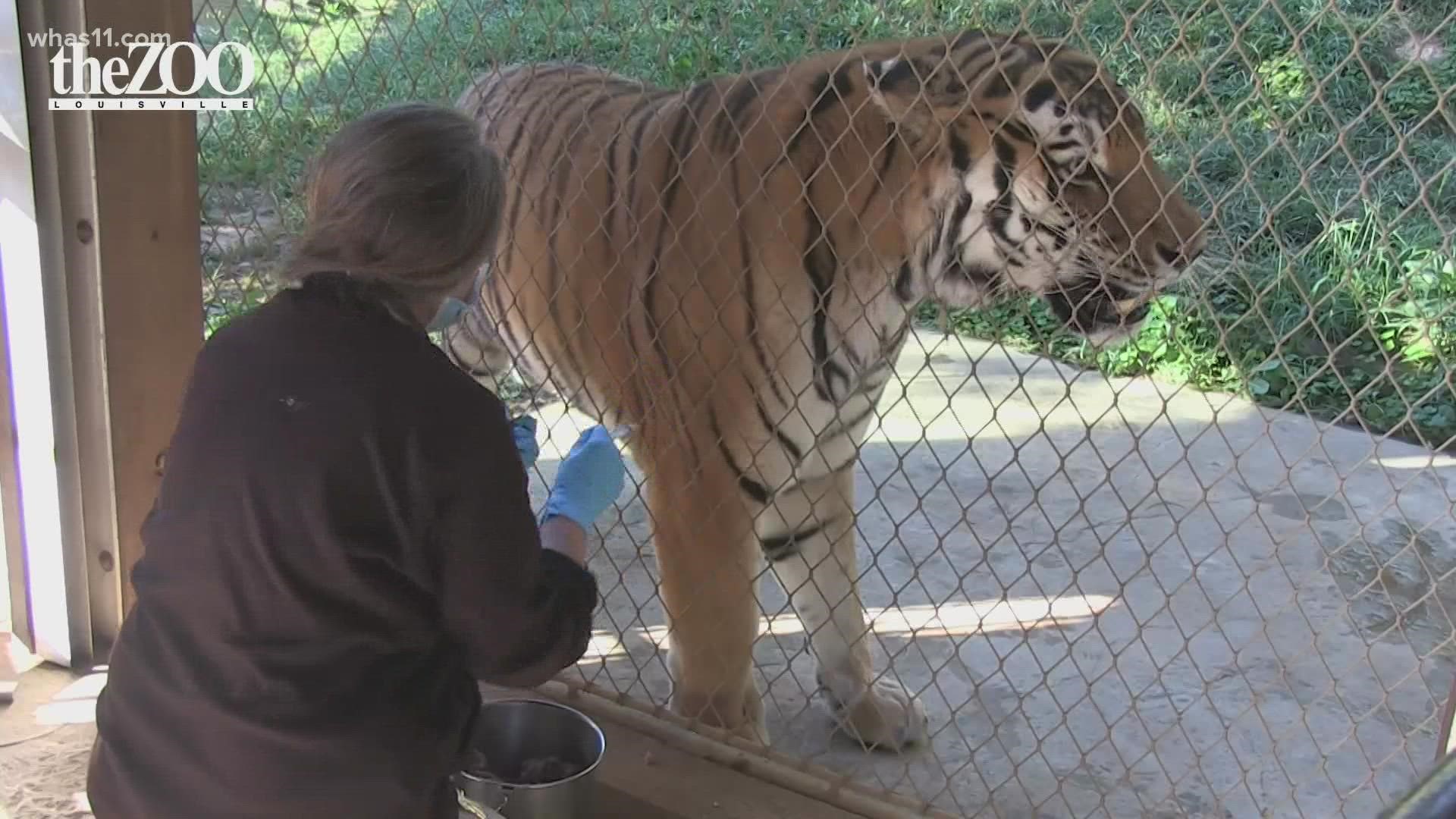 Louisville Zoo animals receive COVID-19 vaccines 