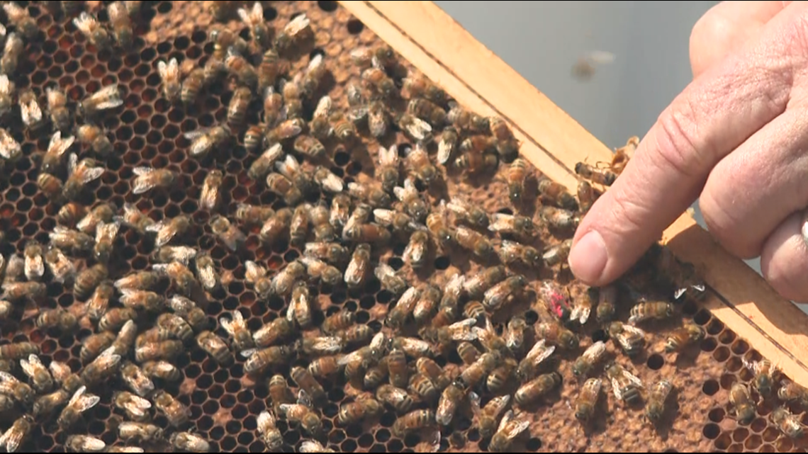 New Indiana law prevents ban of beekeeping