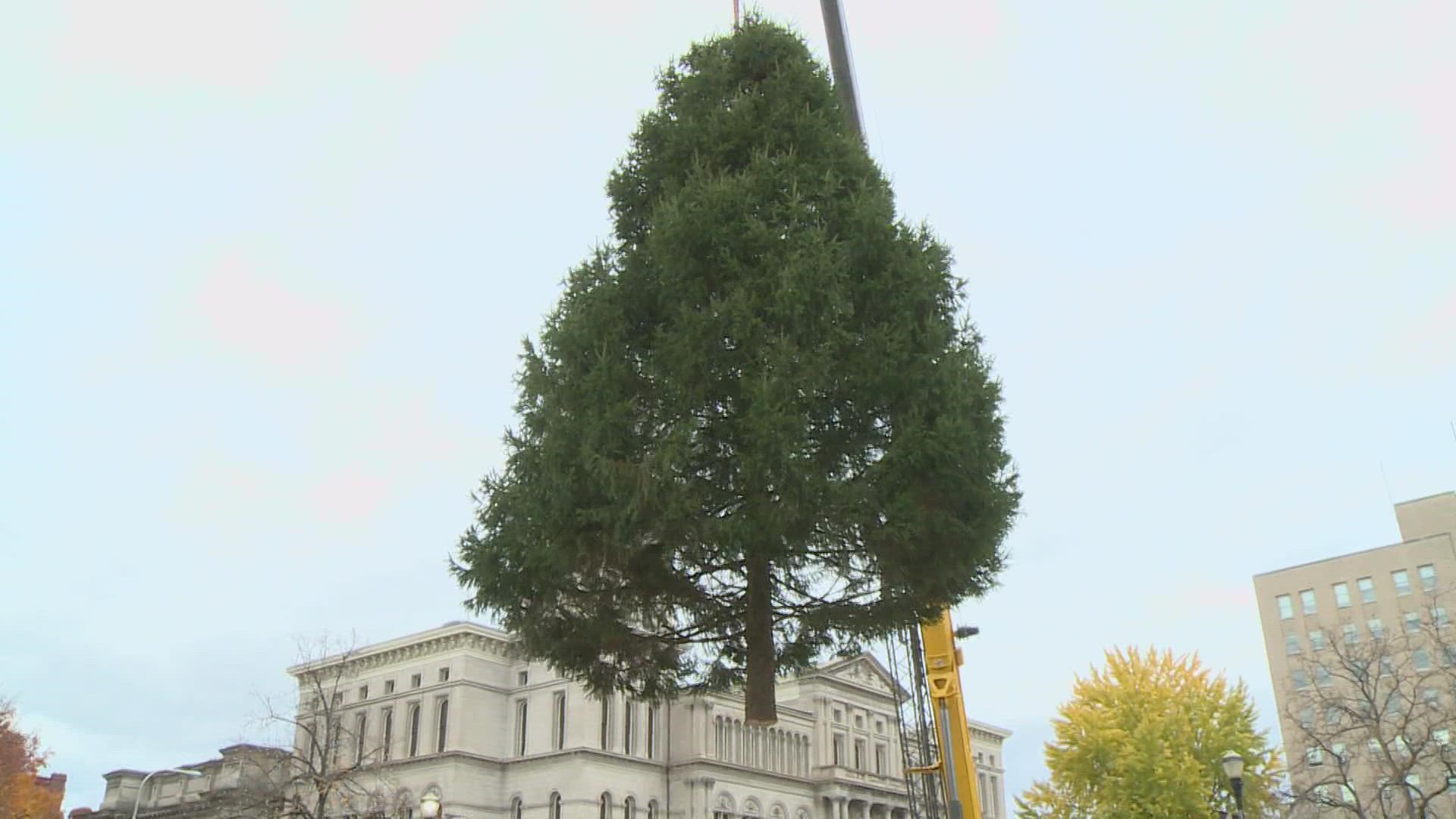 The tree is a 45 ft. spruce, donated by a homeowner in Murray Hills.