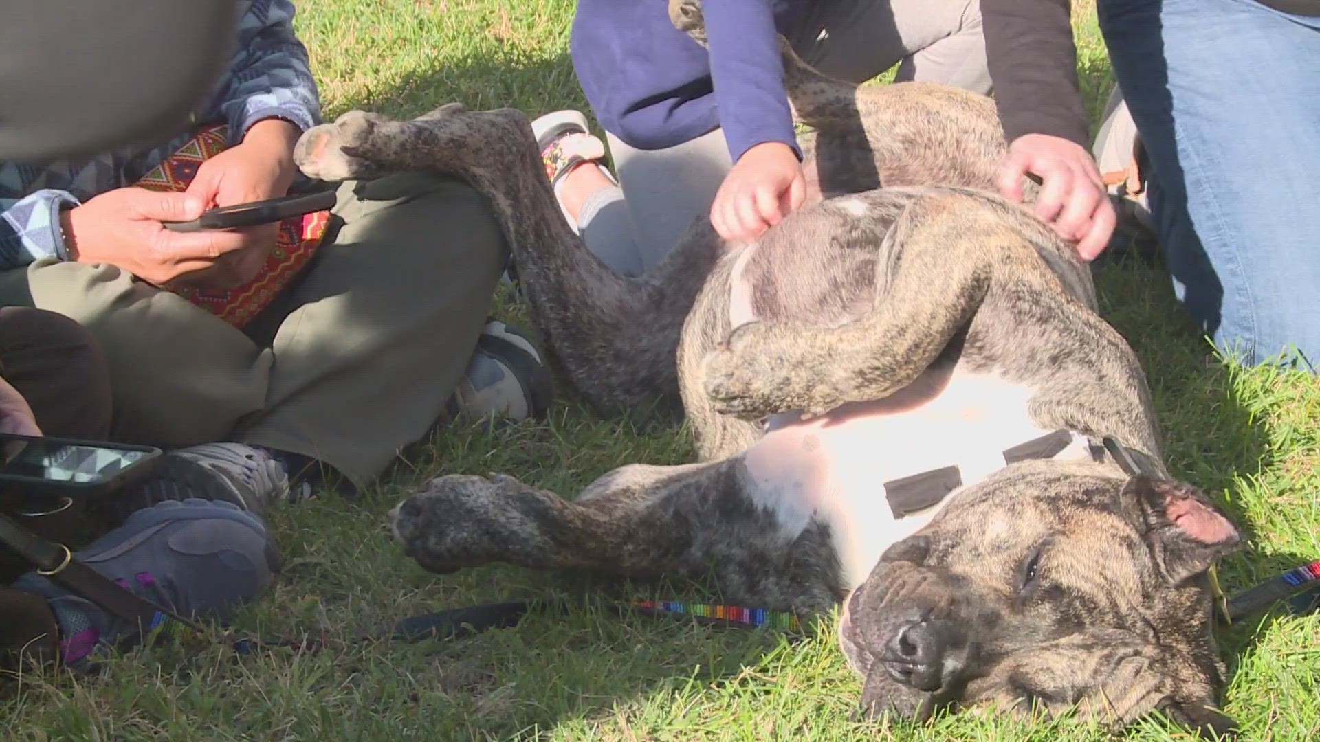 The event celebrates Ethan -- a sick dog left in the parking lot of KHS but had a remarkable recovery. It also celebrates his journey as a Humane Hero.