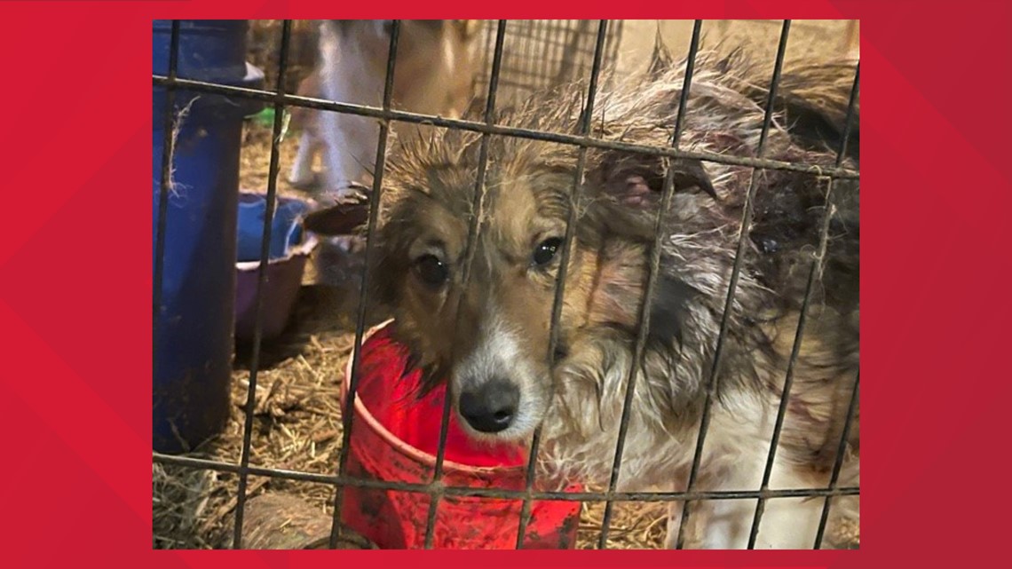 Adair County woman pleads not guilty in alleged puppy mill bust ...