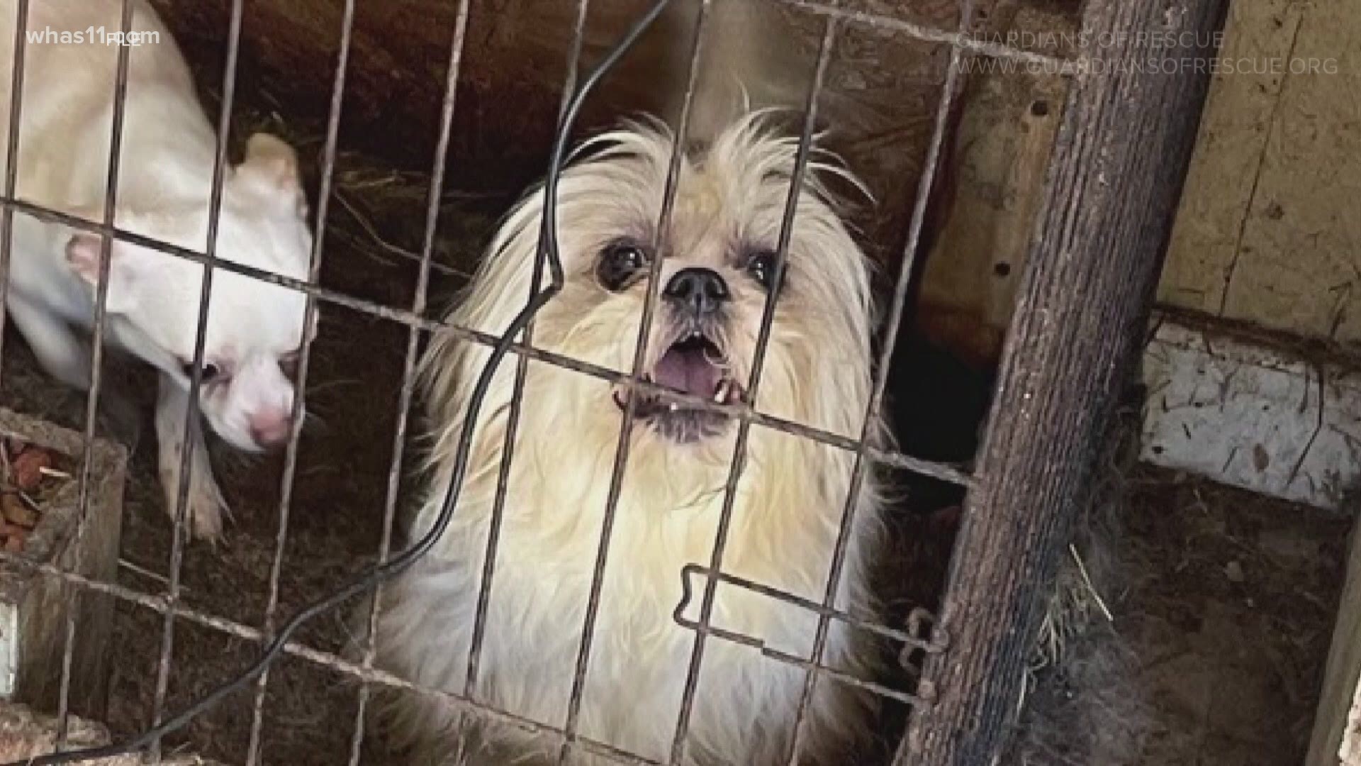 In Kentucky, there have been at least five significant animal rescues in the last two months, including an alleged puppy mill bust.