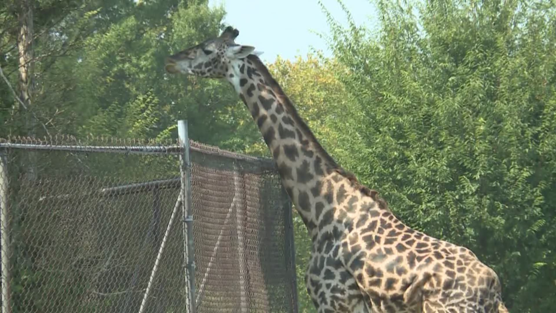 5 Q's with Steve the zoo assistant director