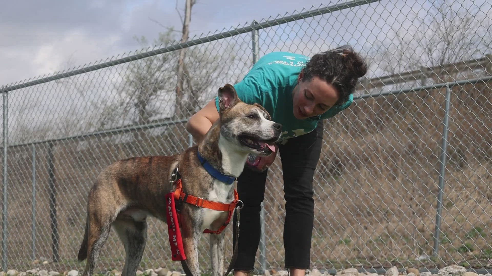'Uber Driver' was adopted on March 14, but was unfortunately returned to the shelter after his adopter said her work hours increased and she couldn't care for him.