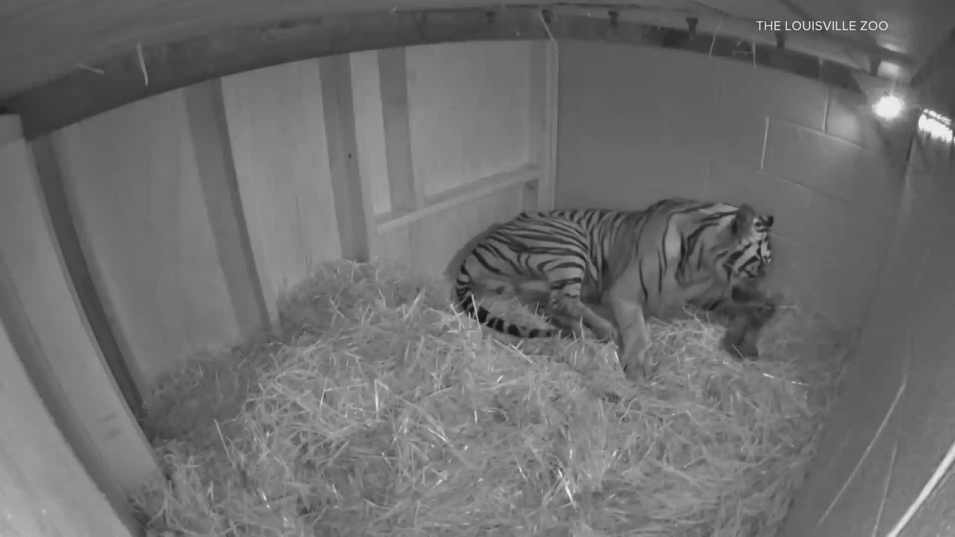 The Louisville Zoo is welcoming a brand new addition to its family. Fourteen-year-old Sumatran tiger Jingga (jenga) has given birth to a baby tiger cub.