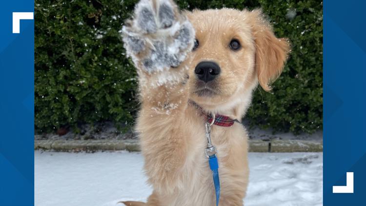 Winter weather | Keeping your pets safe when the temperature drops