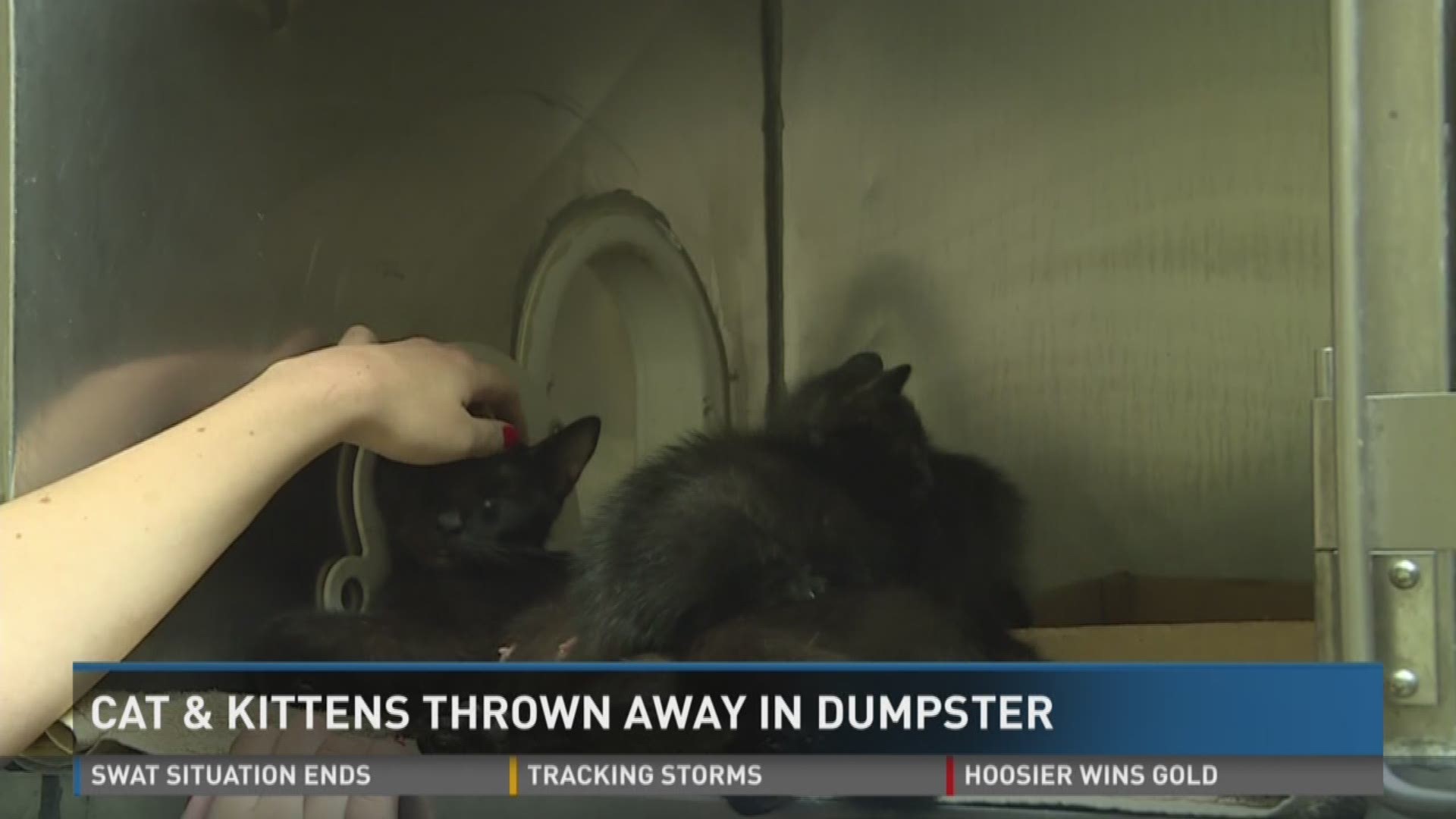 Cat kittens thrown away in dumpster