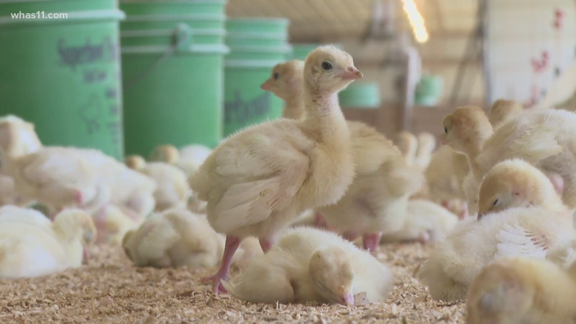 An Indiana farmer uses Louisville Slugger wood shavings as bedding for his days-old turkeys.