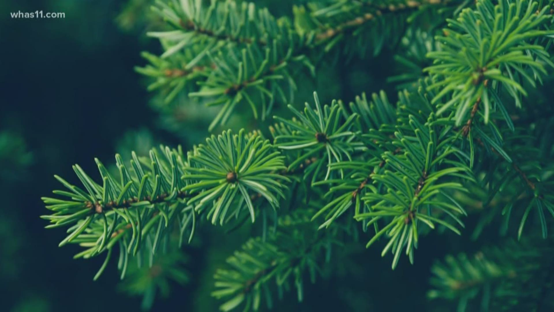 Your Christmas tree will likely stay green throughout the entire holiday season. What makes these trees different from ones that change colors in the fall?