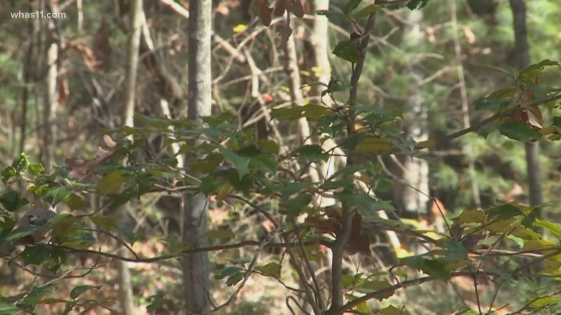 Kentucky student found dead after falling at Red River Gorge - Vimarsana News