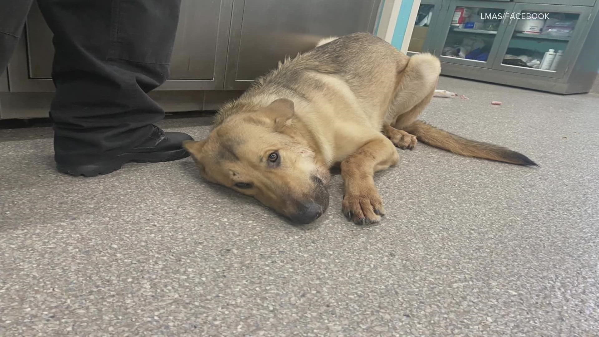 LMAS: Dog found shot in the head in Louisville, meet Magic