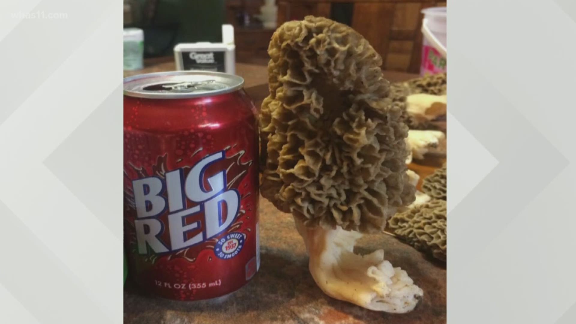 Meteorologist Ben Pine is on the hunt for morel mushrooms. Learn where to find them and how to distinguish which ones are delicious and which ones are dangerous.