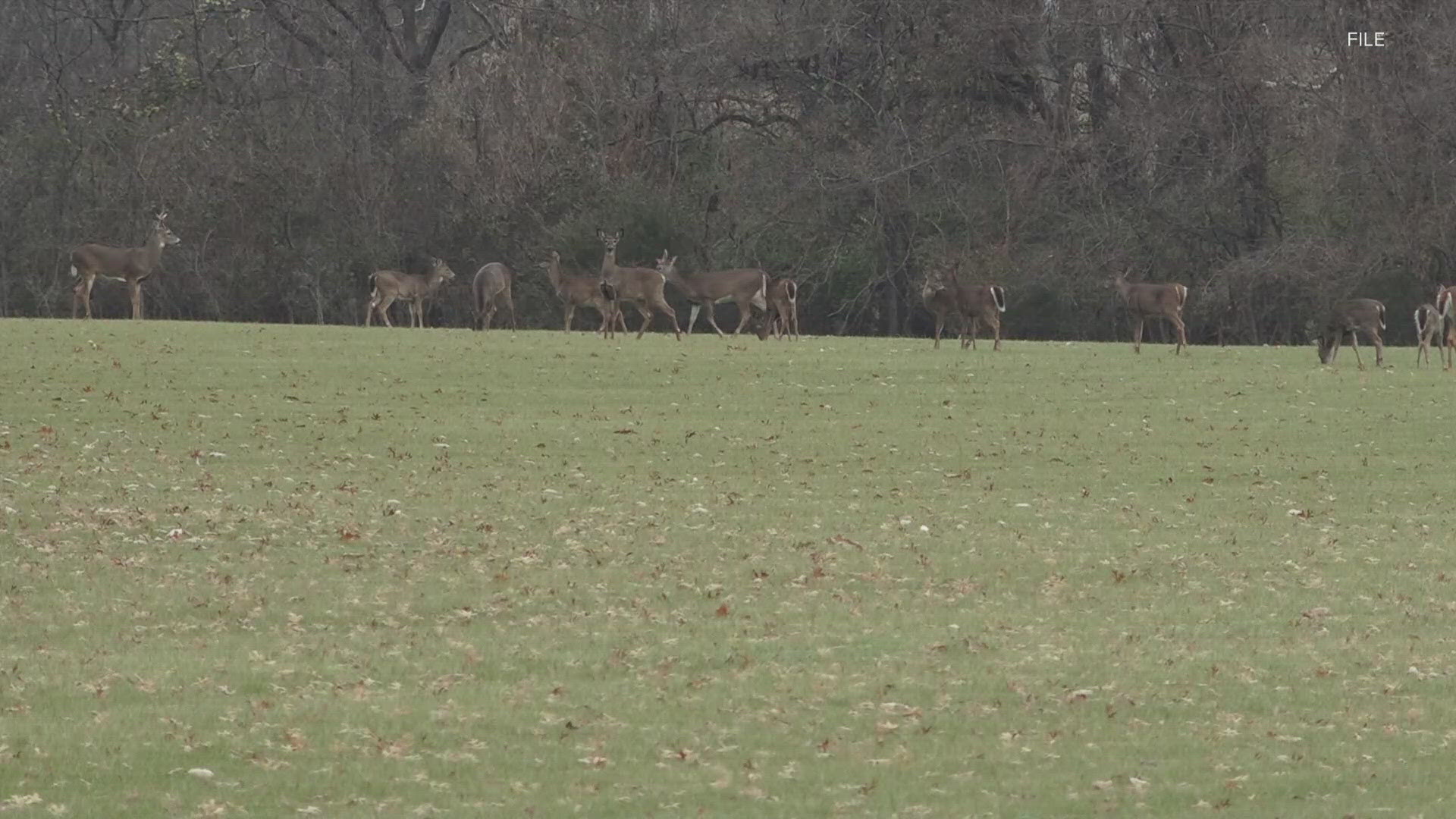 The fatal neurological disease was found in a decease deer in captivity at a deer farm in Breckinridge County.