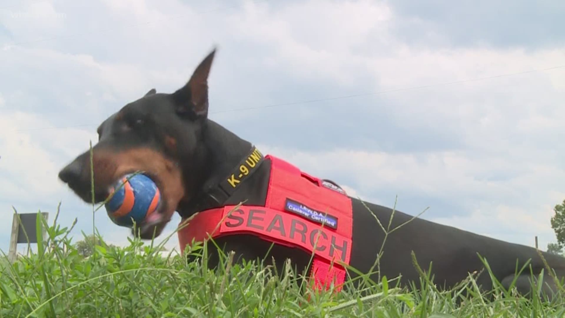 Quest Dog Harness with Police K-9 Search & Rescue Working Dog