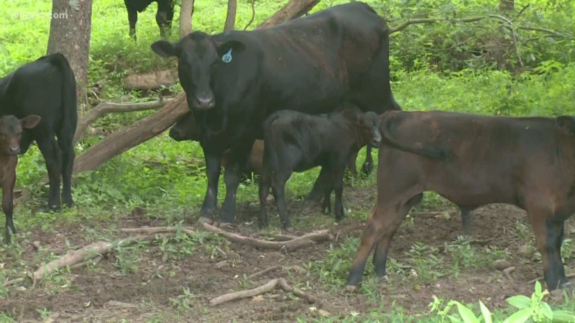 An Indiana Congressman is pushing to let farmers protect their livestock from vultures.