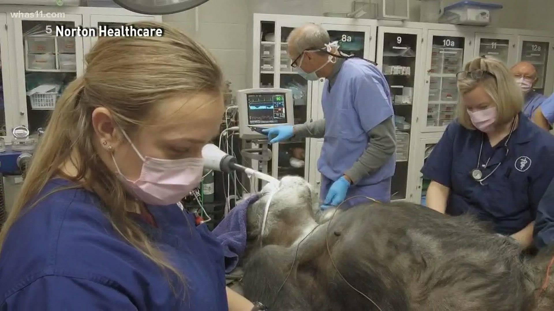 The zoo had some help from doctors at Norton Heart & Vascular Institute.