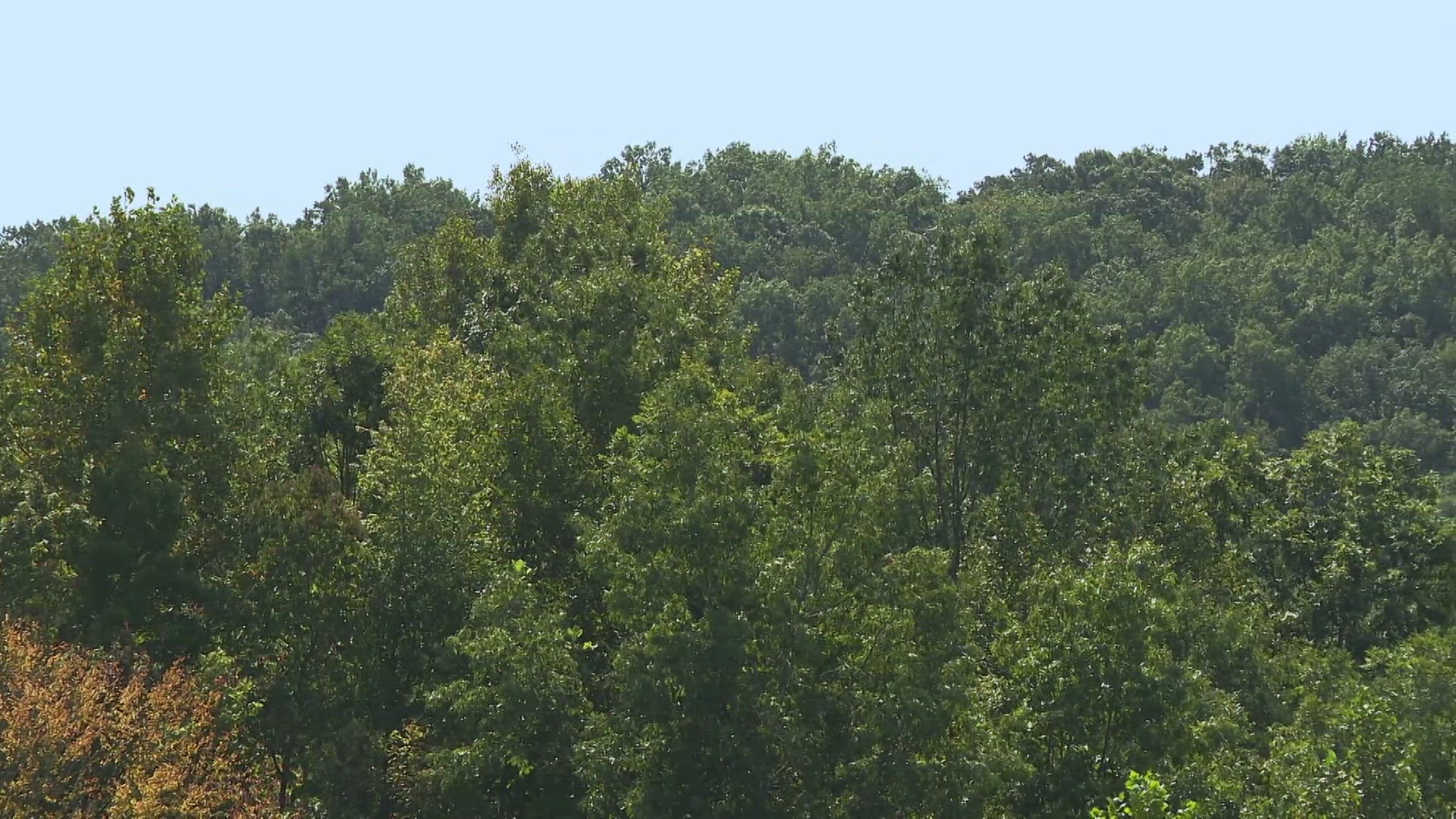 Authorities say they are shifting police presence from Daniel Boone National Forest to protecting people in Laurel County and surrounding communities.