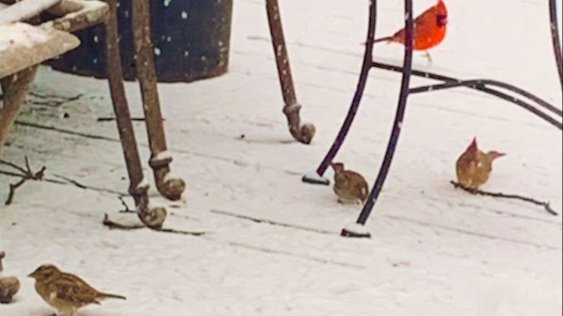 Rare cardinals, red birds half white, Louisville Leucistic birds