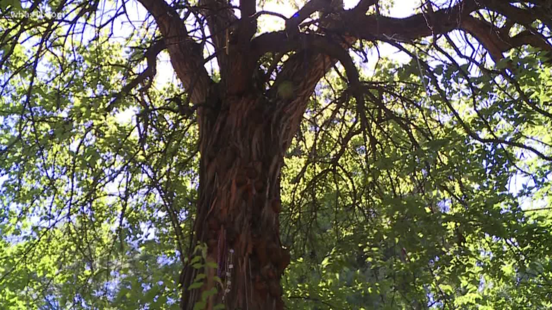 The witches tree in Louisville 