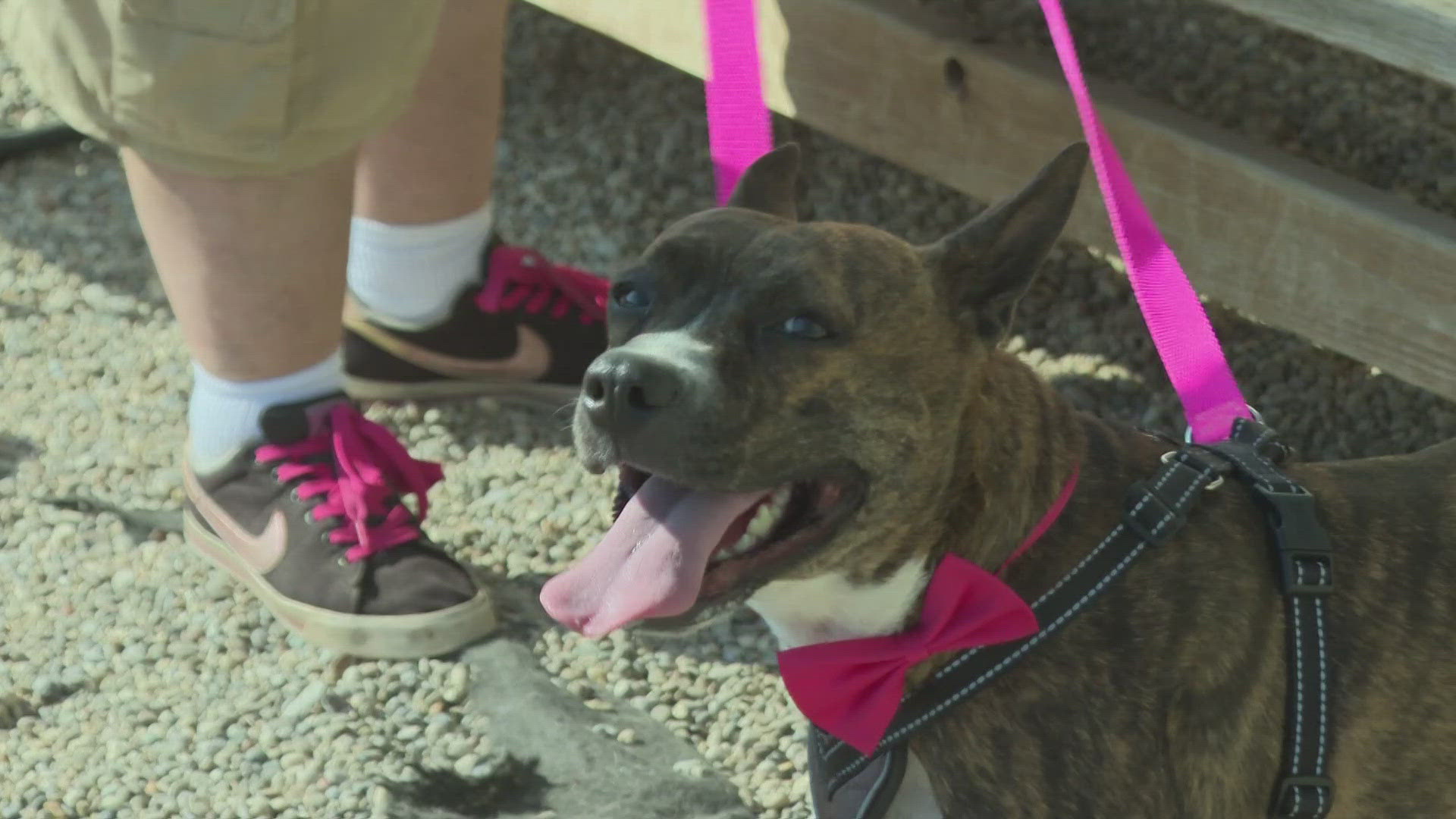 The pitt and plott hound mix has lived with foster mom Sandy Blandford for 2 months as she helps find her a forever home.