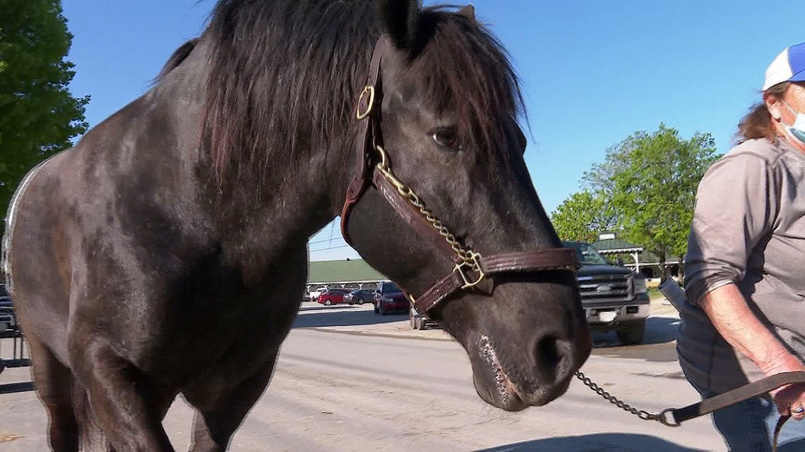 Harley the horse is a staple at Churchill Downs for Derby