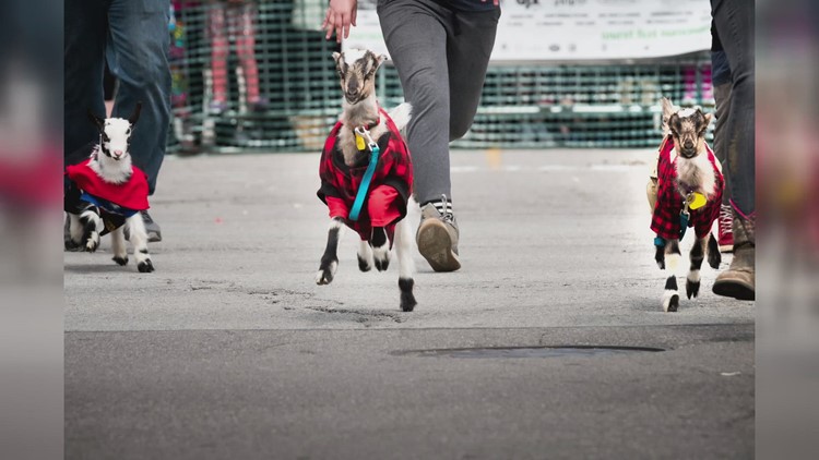 Bockfest is almost here, and it's expected to be bigger than ever