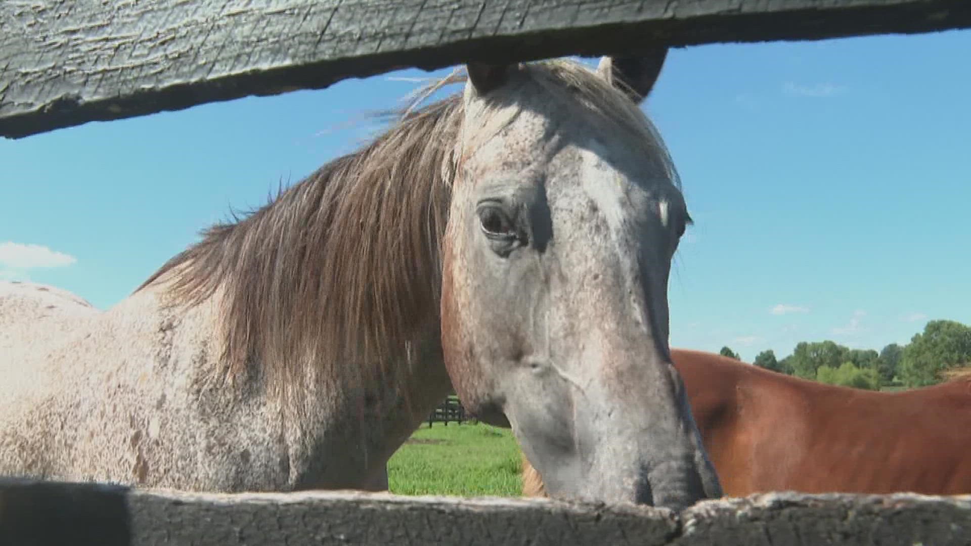 Worlds Championship Horse Show brings thousands to Ky. State Fair