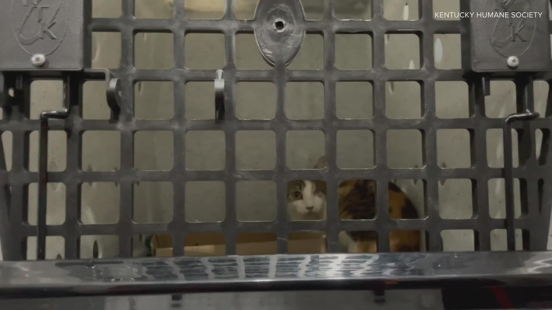The Humane Society says some were living in stacked cages with no apparent access to water.