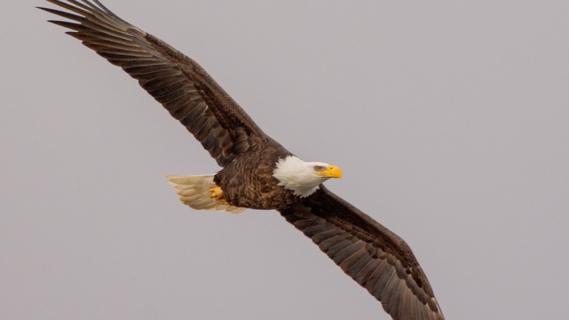 The recovery of the bald eagle is one of the greatest conservation success stories in Indiana,” said the Indiana Department of Natural Resources in a statement.