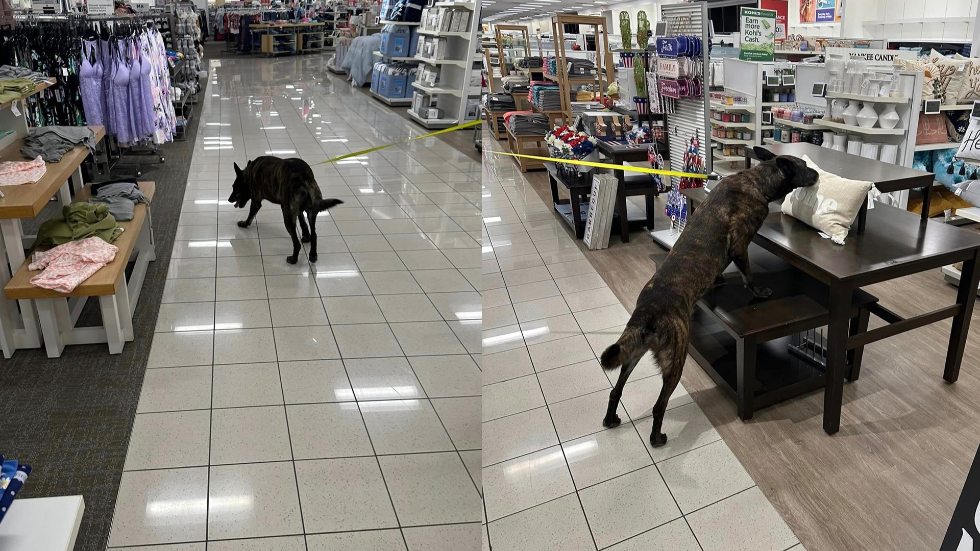 In a post on social media, the City of New Albany said police bomb dogs went through the New Albany area Kohl's property and gave the all clear.