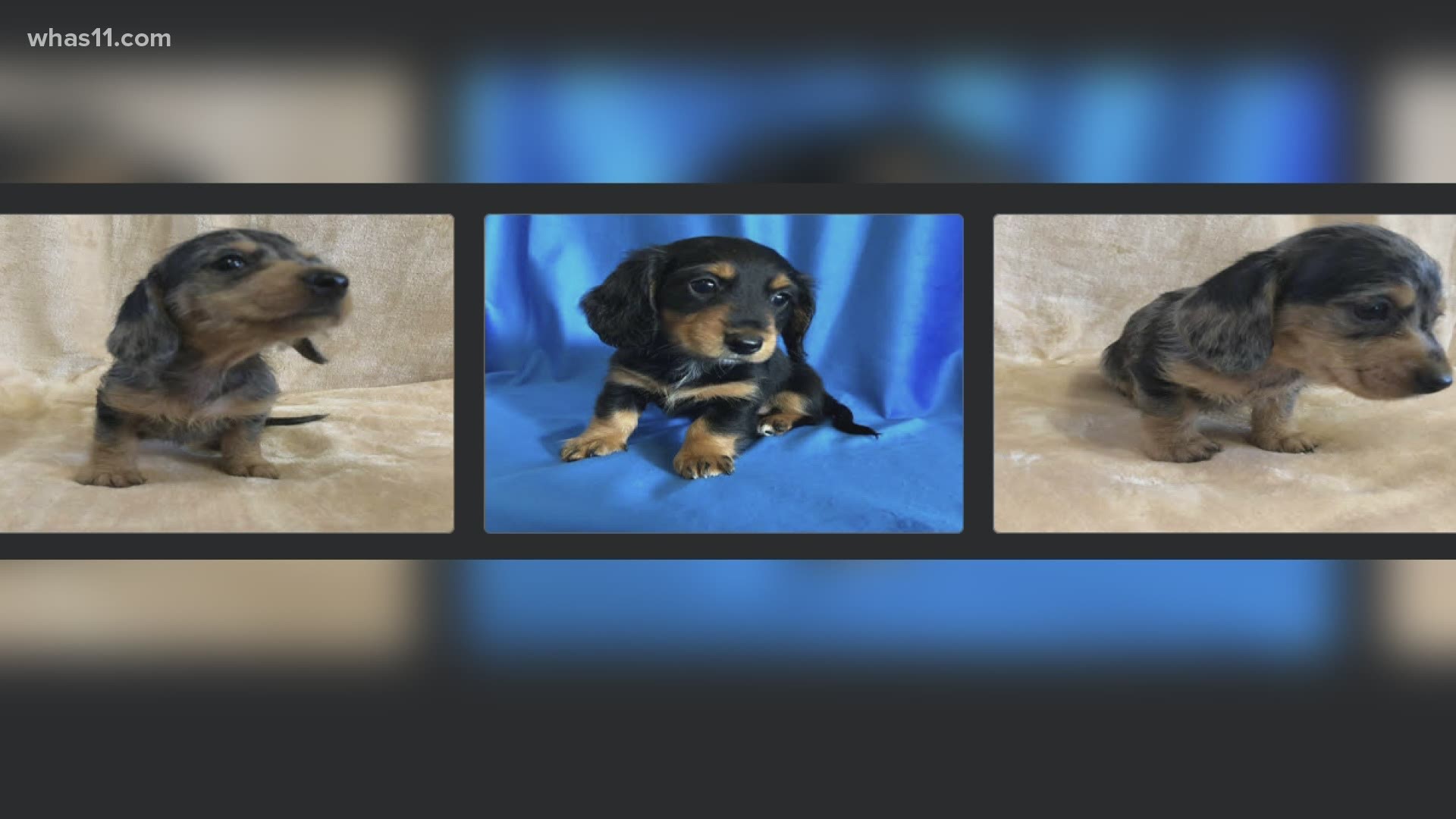 It's a crime that steals your money and a piece of your heart. Experts say puppy scams have been on the rise. Here's how you can avoid becoming a victim.