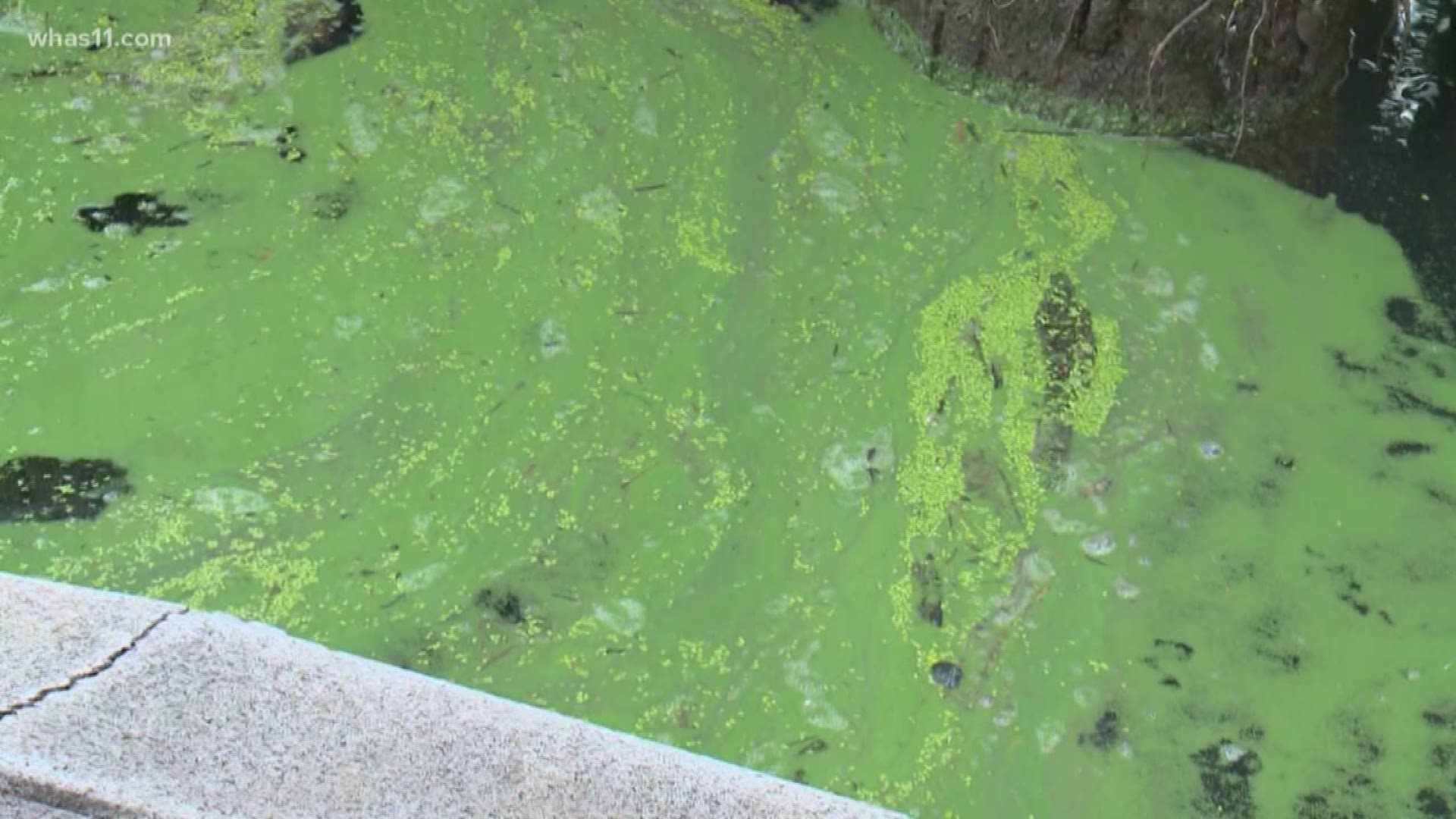 The Kentucky Division of Water and the Kentucky Department of Public Health issued a recreational public health advisory concerning the elevated harmful algal bloom