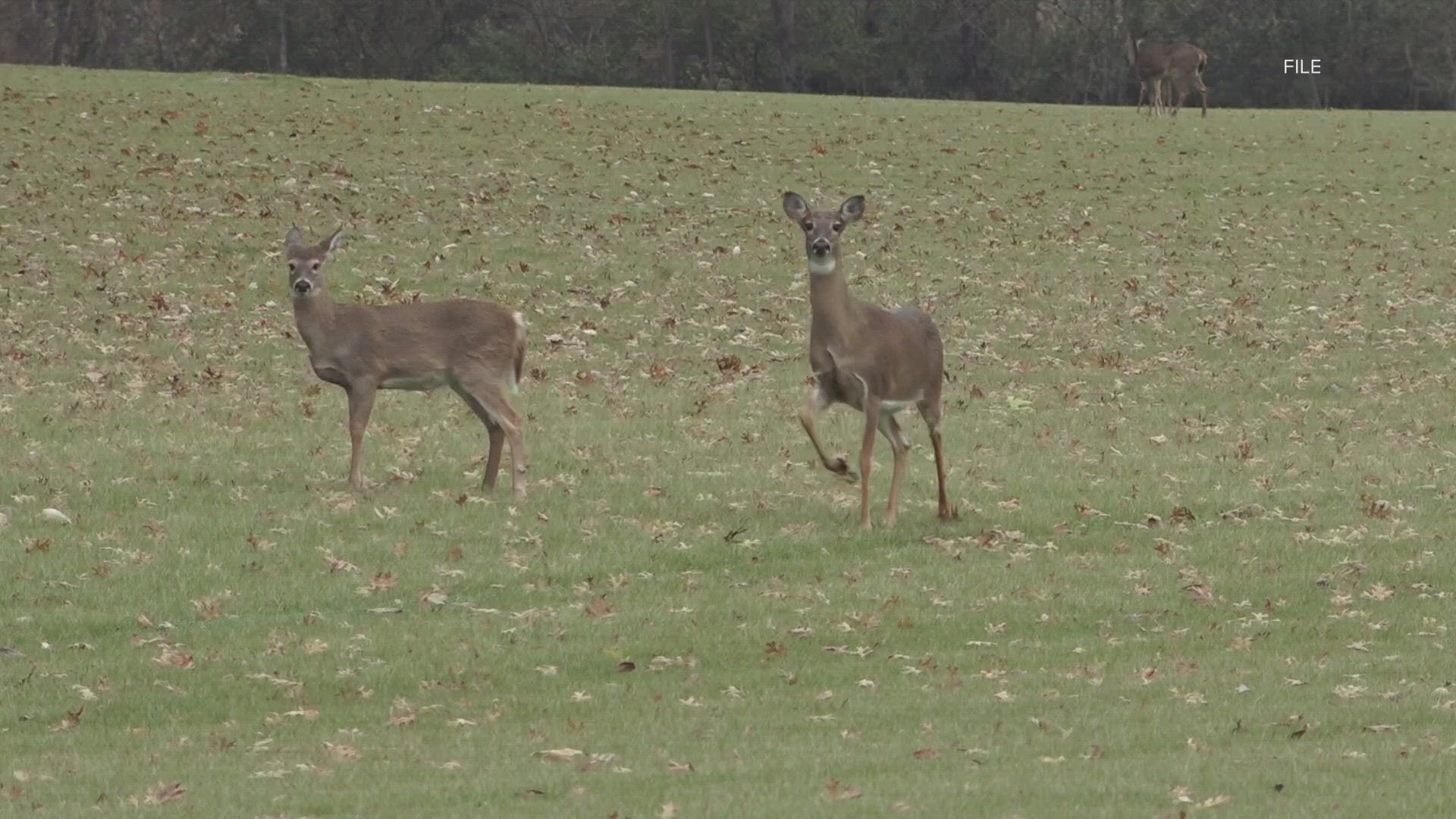 Kentucky Fish and Wildlife said a white-tailed deer in Ballard County near Paducah tasted positive for Chronic Wasting Disease.