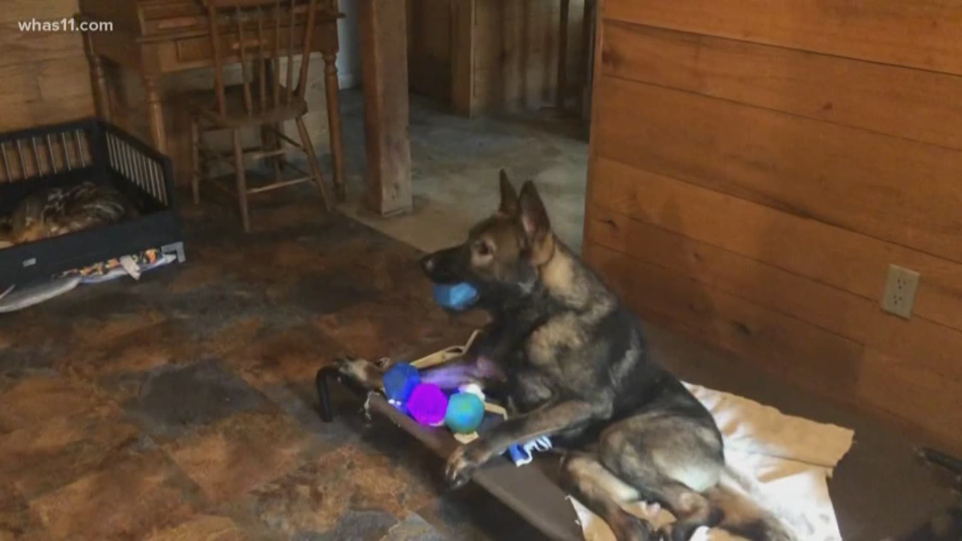 Phoenix the German Shepherd is determined to live his best life - and thanks to his foster family, he's getting the chance to.