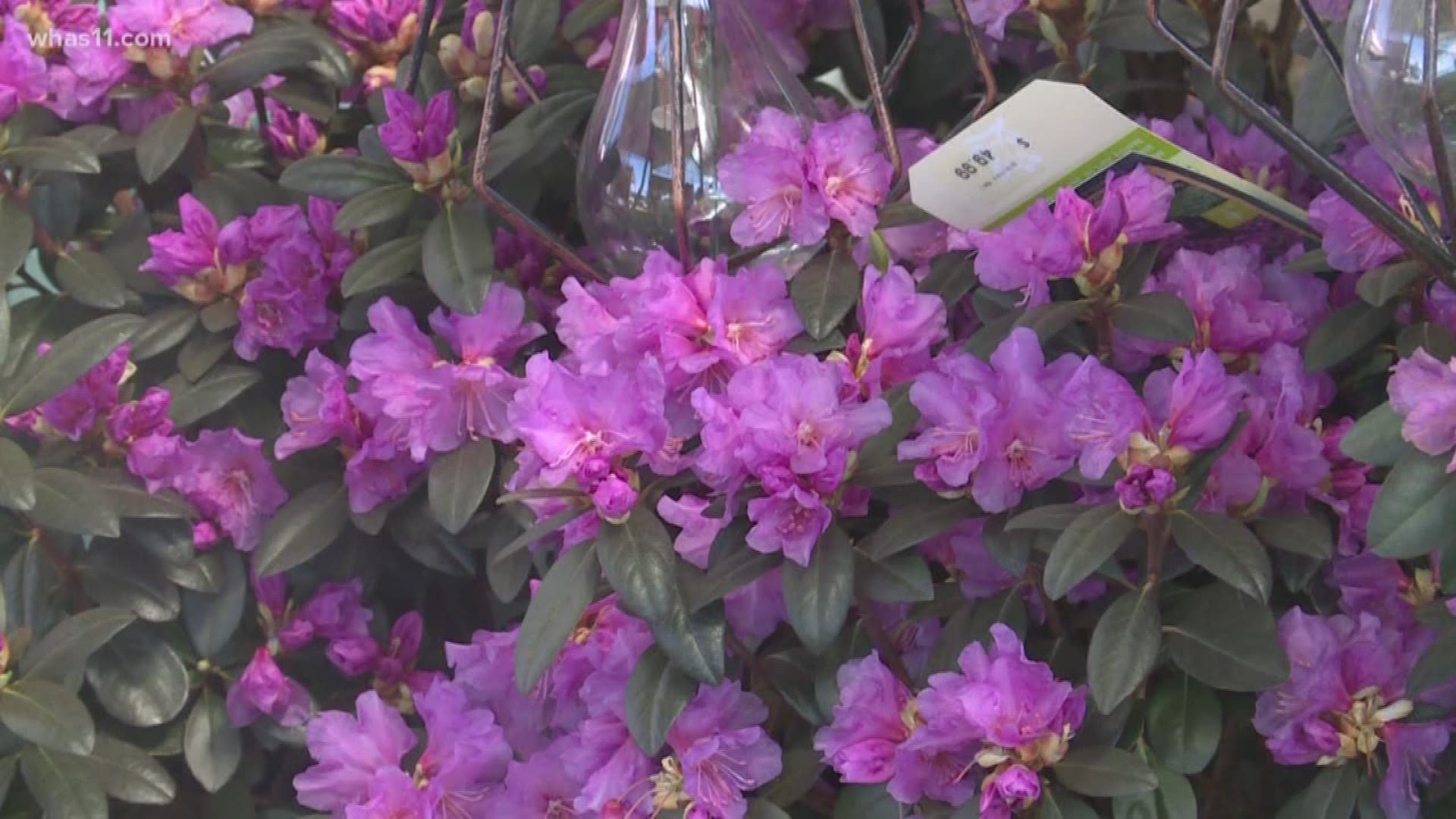 Meteorologist Ben Pine is back at Wallitsch Garden Center to discuss planting trees and shrubs in the spring