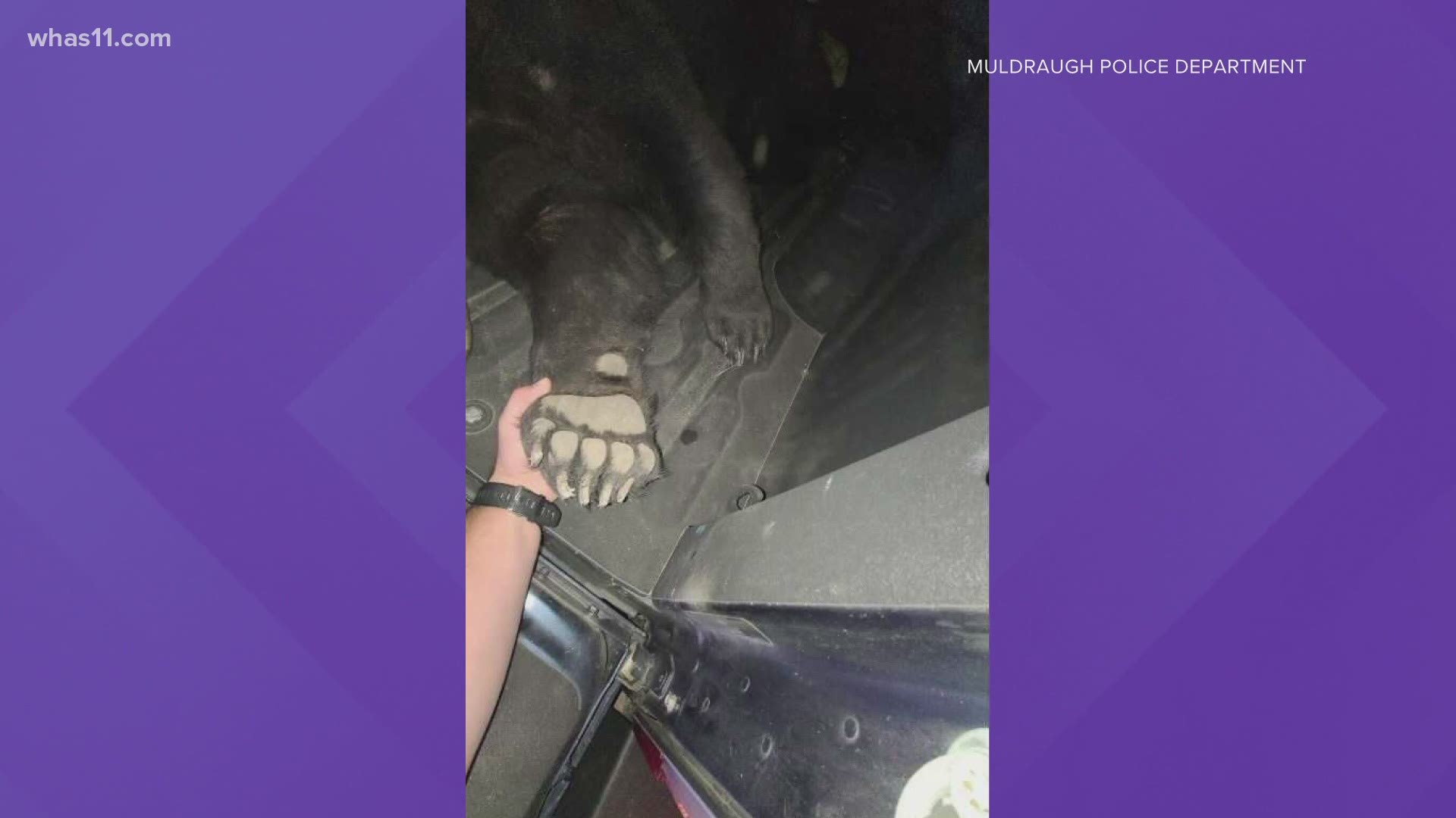 Muldraugh officials said Kentucky Fish & Wildlife took possession of the bear Thursday morning.