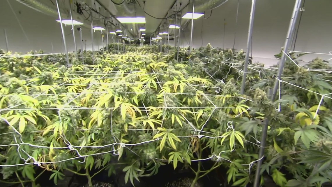 New Website Unveiled For Kentucky's Medical Marijuana Program | Whas11.com