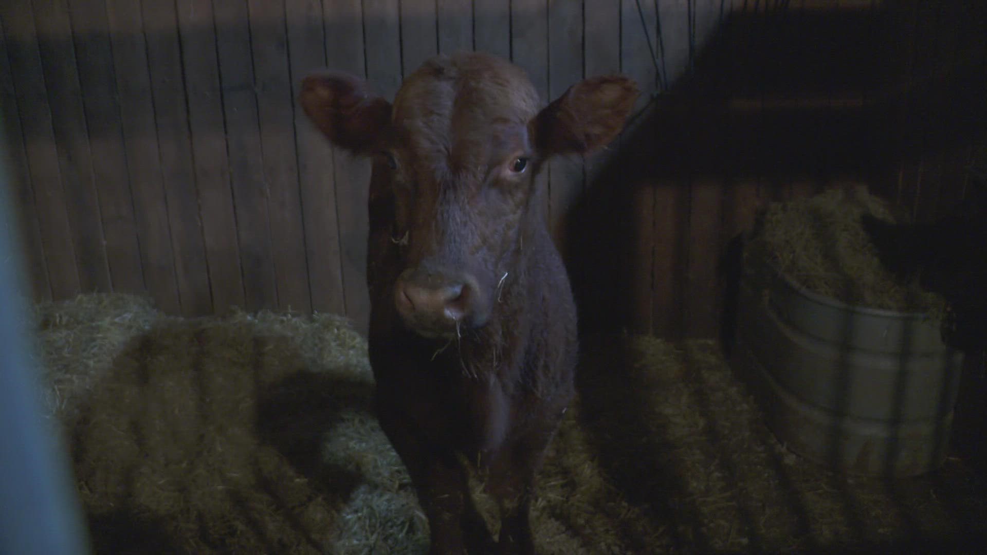 The bull, found near Beargrass Creek, was caught by wranglers and taken to the Tribe Animal Sanctuary.