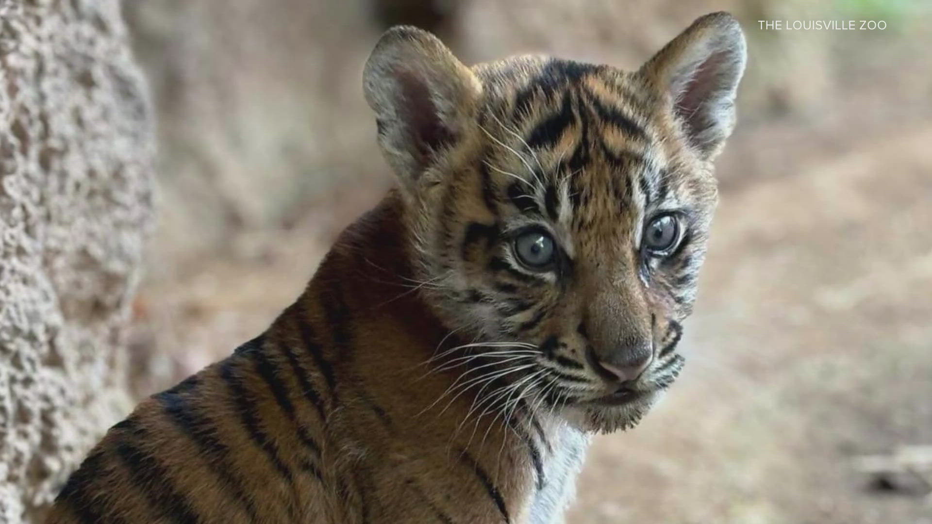 Kaji is the first Sumatran tiger born at the Louisville Zoo in over two decades.