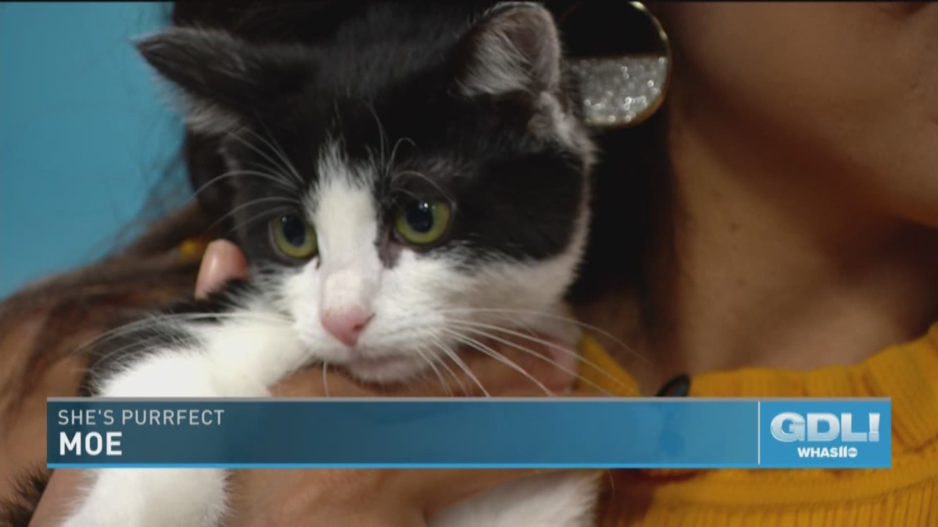 Tuxes and Tails is a benefit for homeless cats, dogs and horses and is on August 17, 2019 at the Louisville Marriott downtown, which is located at 280 West Jefferson Street in Louisville, KY. Tickets for the gala ate $200 per person, or you can get a lounge ticket for $75 and arrive after dinner, but still enjoy appetizers, desserts and drinks, along with silent auction bidding and cuddling in the lounge with adoptable pets, followed by an after-party with dancing.