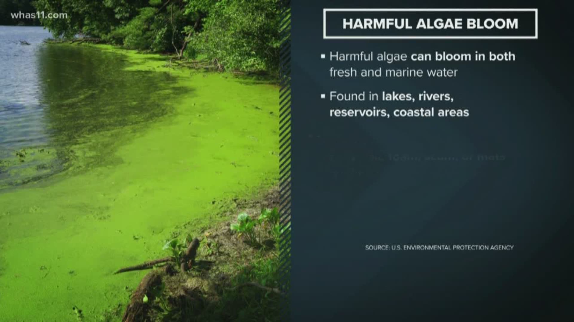 State officials said it's common to find Blue-Green Algae blooms in Indiana lakes around this time of year.