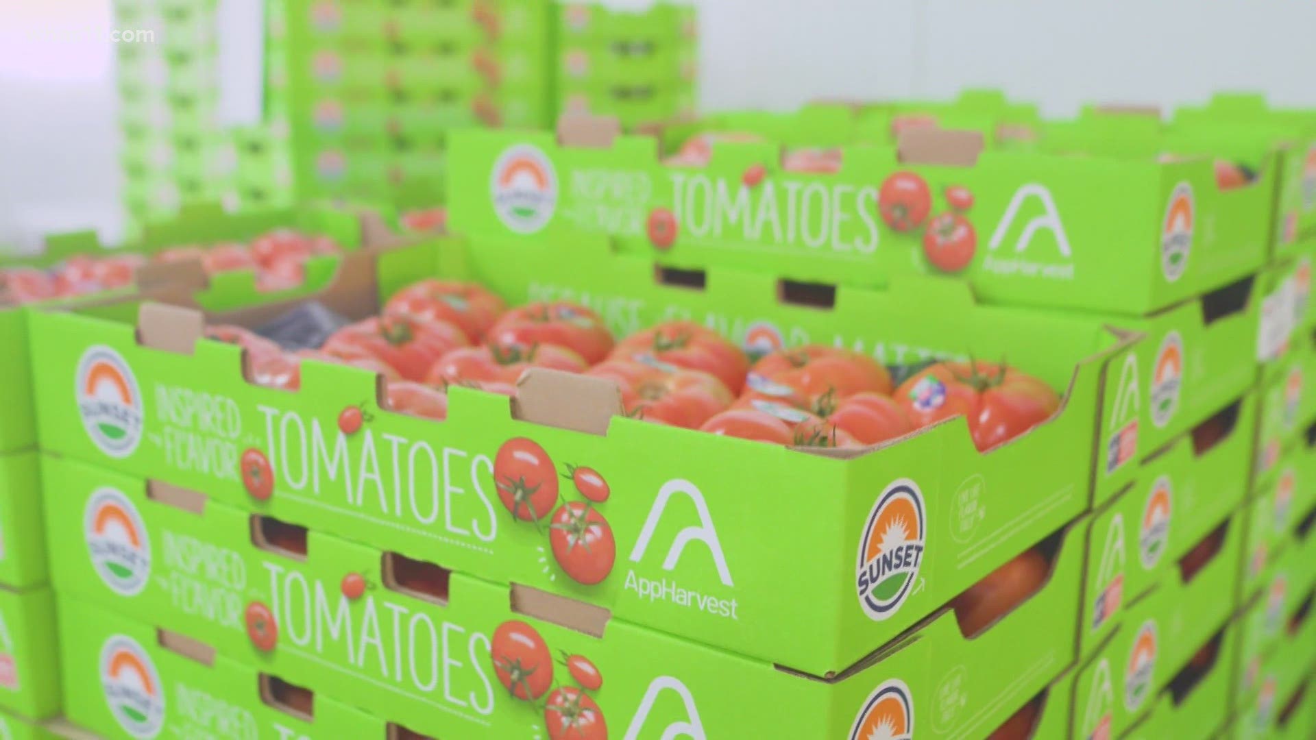 The ag-tech company build the world's largest greenhouse in Morehead, and is now sending out their first crops: tomatoes.