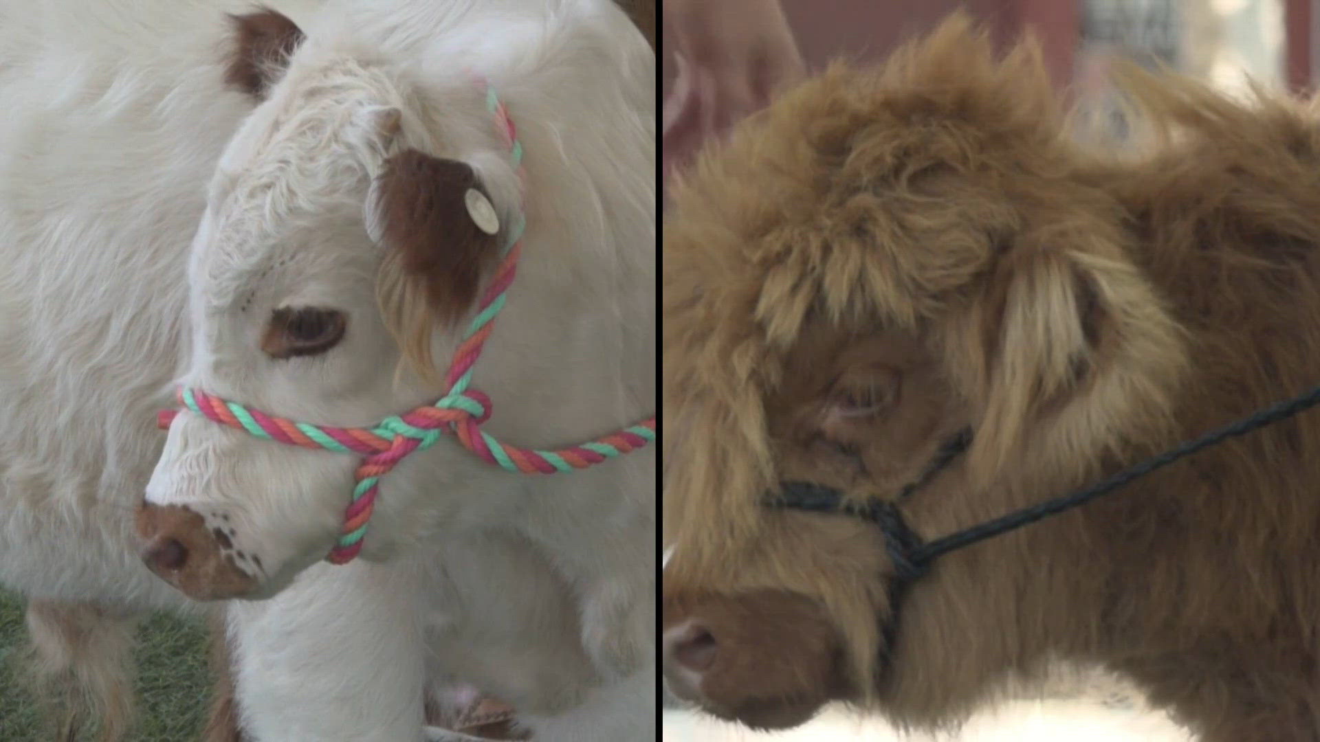 2 Paristown miniature Highland cows receive names and residency ...