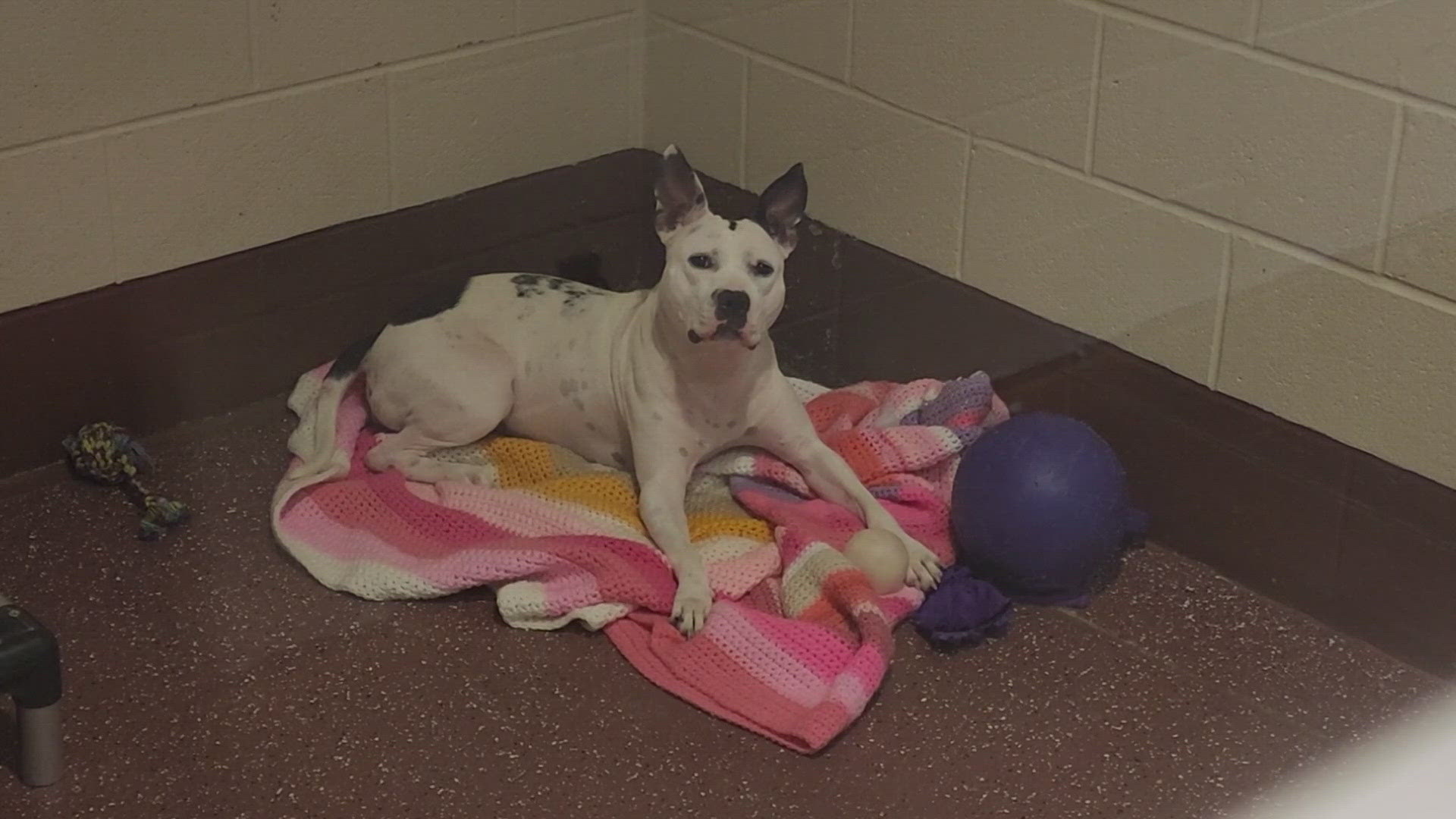 When the shelter runs out of space, staff at the Animal House in Louisville turn to a euthanasia list.