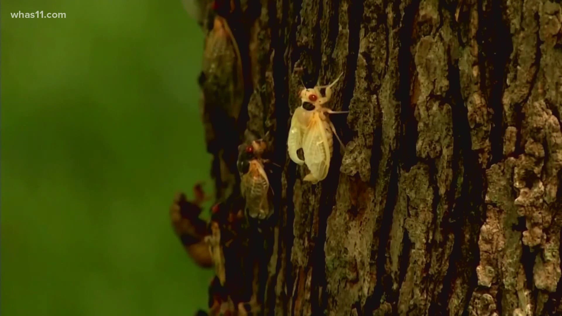 While some places are swarming with cicadas, others haven't seen a single shell. Why are cicadas so prevalent in some places but not in others?