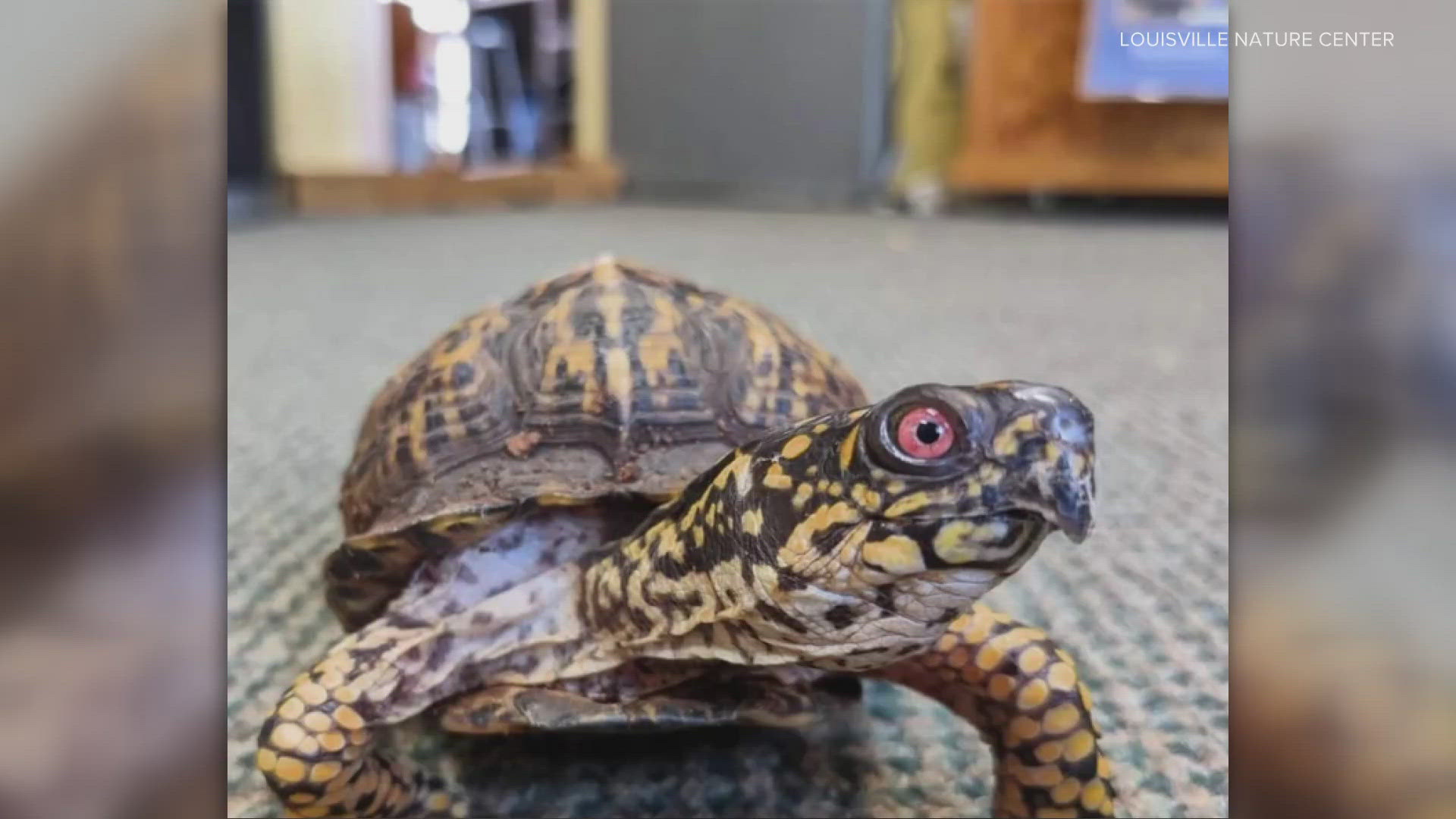 The nature center said two of their turtles, 'Chocolate' and 'Jack', were taken last weekend.