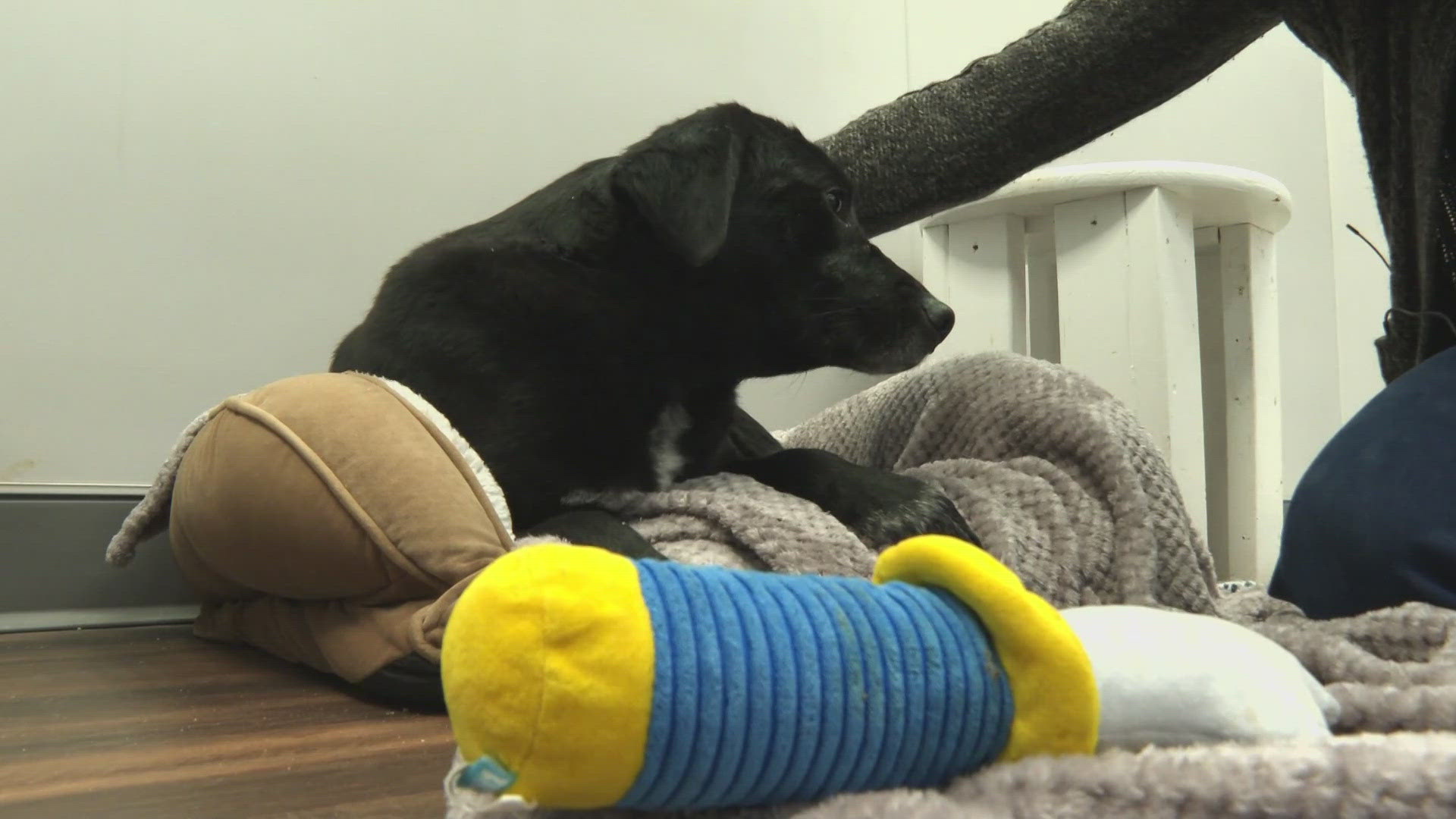 In addition, the Jeffersonville Animal Shelter won't provide spay/neuter vouchers to Clarksville residents.