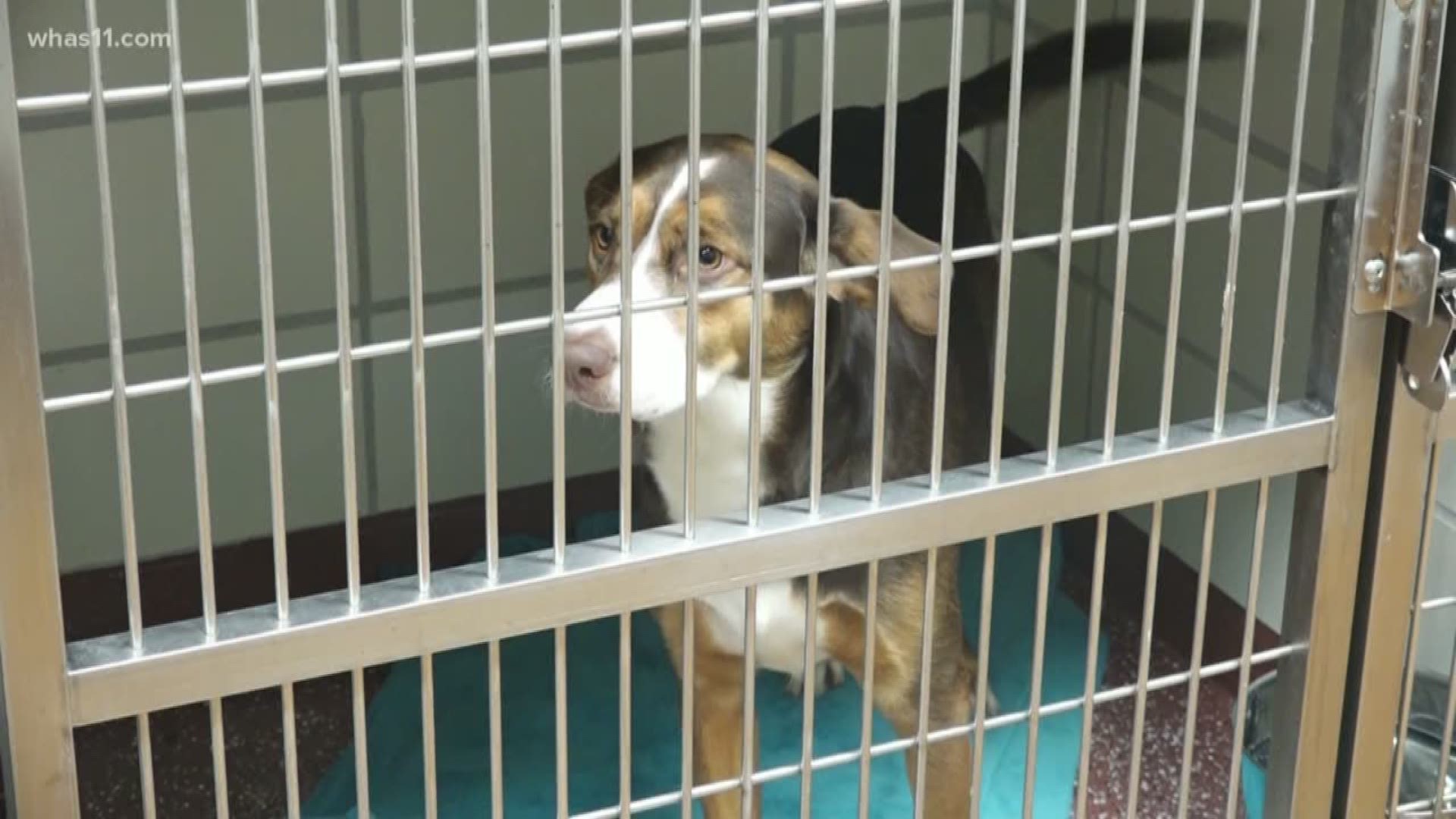 Members of Metro Council's public safety committee are scheduled to discuss an ordinance that would require animal abusers to register in an online database.