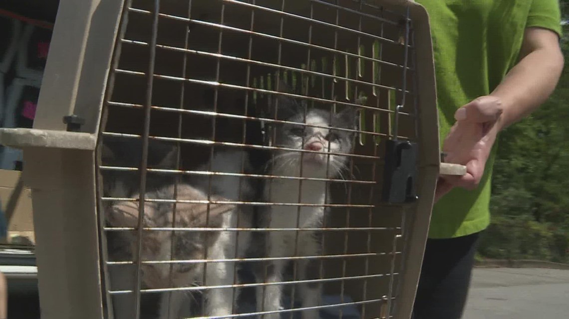 More adoptable pets arrive at KHS from eastern Kentucky