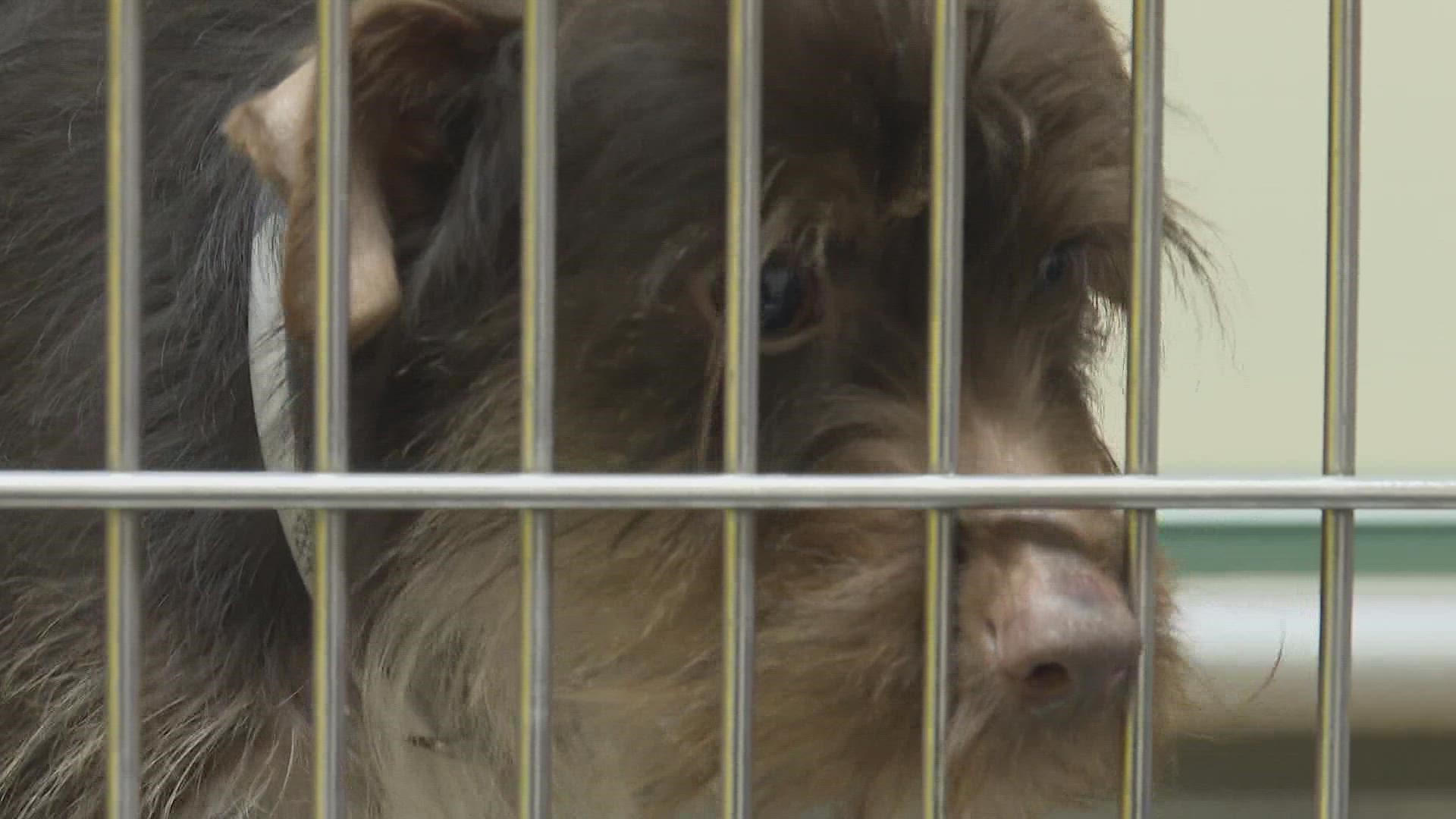 Louisville Metro Animal Services loses 6-year 'no-kill' status 